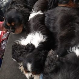 Bernese Mountain Dogs and Cavalier King Charles Spaniels from R-G Kennels
