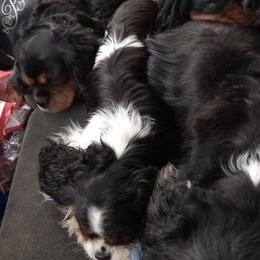 Bernese Mountain Dogs and Cavalier King Charles Spaniels from R-G Kennels