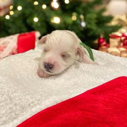Green Collar Male - White male Miniature Schnauzer puppy in Sacramento, California from Hardcastle Family Schnauzer’s