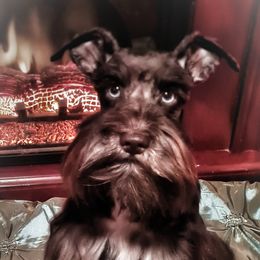 Hadley - Miniature Schnauzer