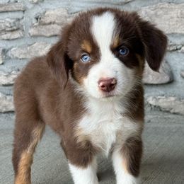 Lane - Red tri male Miniature Australian Shepherd puppy in Cunningham, Tennessee from Copper Creek Aussies
