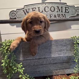 Joey - Dark golden female Golden Retriever puppy in Angier, North Carolina from Howard's Retrievers