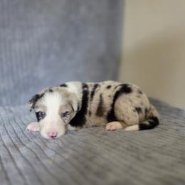 Maverick - Blue merle male Border Collie puppy in Gary, Indiana from Lake Ridge Border Collies