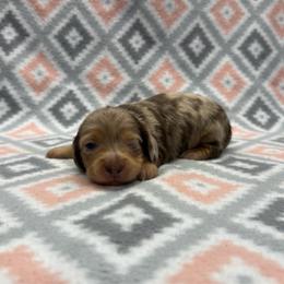 Boy 1 - Dapple male Dachshund puppy in Hoover, Alabama from Tide Town Doxies