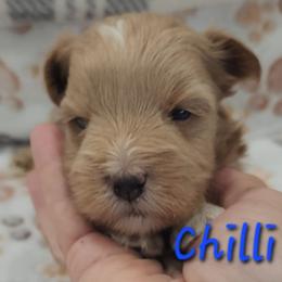 Chilli - Wheaten male Miniature Schnauzer puppy in Brigham, Utah from Onesmallschnauzer