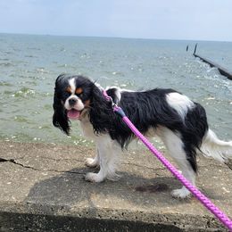 Cavalier King Charles Spaniels from Hickory Farms Cavalier King Charles Spaniels