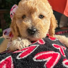 Girl 1 - Cream female Goldendoodle puppy in Gig Harbor, Washington from Sandy’s Goldendoodles