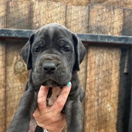 Aurora - Black female Great Dane puppy in Granbury, Texas from Anderson Blau’s Great Danes