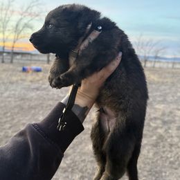 Ego - Sable male German Shepherd puppy in Beryl, Utah from Von Den Mächtigen Kennels