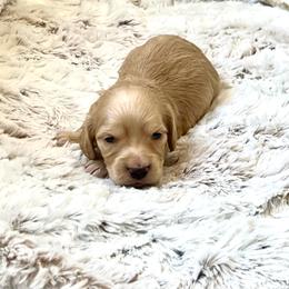 George - Cream male Dachshund puppy in Casper, Wyoming from Daisy's Doxies & Doodles