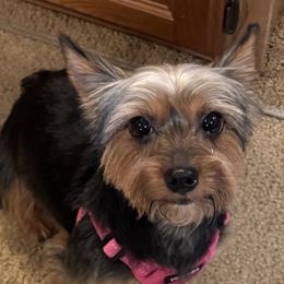 Chloe - Yorkshire Terrier