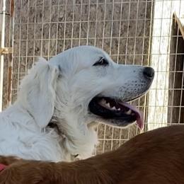Odin - Golden Retriever