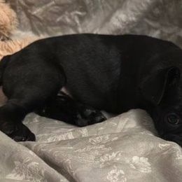 French Bulldogs from Yoxsabel's Frenchies