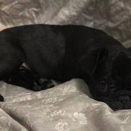 French Bulldogs from Yoxsabel's Frenchies
