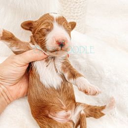 Cavapoo and Goldendoodle Puppies from Oh My Mini Doodle