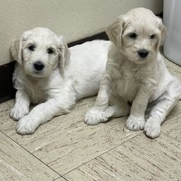 Bernedoodle and Goldendoodle Puppies from White Oak