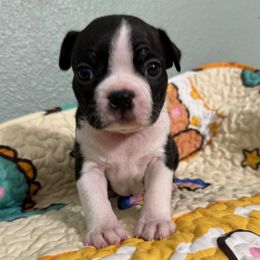 Ryder - Black and white male Boston Terrier puppy in Pahrump, Nevada from Lujan Ranch