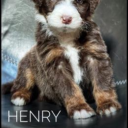 Assorted Doodle Crosses, Aussiedoodle, and Australian Shepherd Puppies from Faith, Feathers & FurBabies