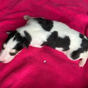 Bombazine - Sable Borzoi puppy in Boring, Oregon from Saxafrax Borzoi