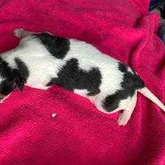 Bombazine - Sable Borzoi puppy in Boring, Oregon from Saxafrax Borzoi