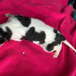 Bombazine - Sable Borzoi puppy in Boring, Oregon from Saxafrax Borzoi