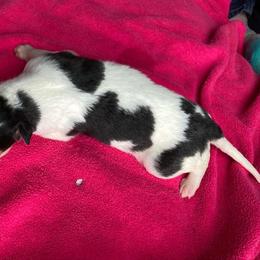 Bombazine - Sable Borzoi puppy in Boring, Oregon from Saxafrax Borzoi