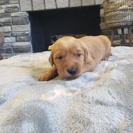 Yellow Girl - Golden female Golden Retriever puppy in Howell, Michigan from Robbin's Treasures