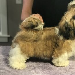 Cocker Spaniel and Shih Tzu Puppies from Newsong Cockers & Shih Tzu