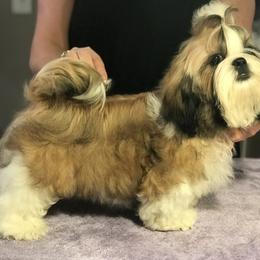 Cocker Spaniel and Shih Tzu Puppies from Newsong Cockers & Shih Tzu