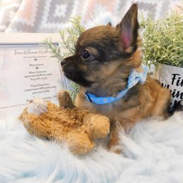 Chihuahua Puppies from Fine Whines & Lickers