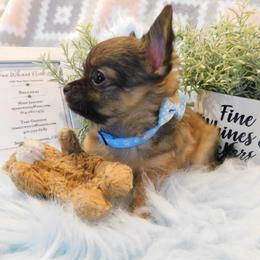 Chihuahua Puppies from Fine Whines & Lickers
