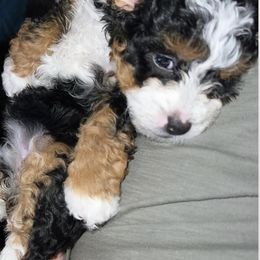 Bernedoodles and Goldendoodles from Daintydoodles