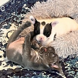 French Bulldog Puppies from Rockstar Kennel