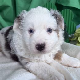 Daisy - Blue merle female Toy Australian Shepherd puppy in Cedar Creek, Texas from Rowdy Ranch Tx