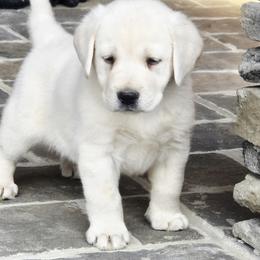 Tide - Yellow male Labrador Retriever puppy in Gaffney, South Carolina from Circle D Farms