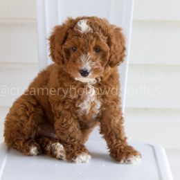 Boy 1 - Red  Goldendoodle puppy in Idaho from Creamery Hollow Doodles