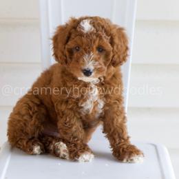 Boy 1 - Red  Goldendoodle puppy in Idaho from Creamery Hollow Doodles