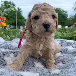 Tansy - Golden female Cockapoo puppy in Bedford, Iowa from Our Father’s Doodles