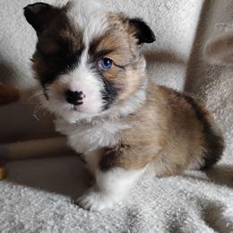 Fluffy Blue Collar - Sable male Pembroke Welsh Corgi puppy in Yelm, Washington from Tolbolton Creek Corgis