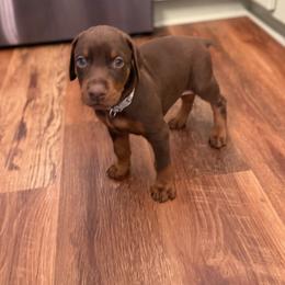 Grey collar female - Red and rust female Doberman Pinscher puppy in Madison, Indiana from Jensen Dobermans and Dachshunds