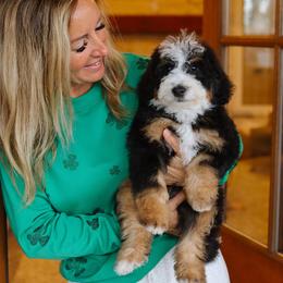 Nugget - Tri-color male Bernedoodle puppy in Yuba City, California from Ranch House Doodles