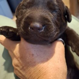 Boy 6 - Labrador Retriever puppy from Brownstone Labradors