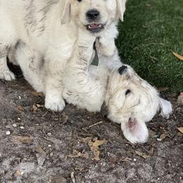 Golden Retriever Puppies from MC Goldens