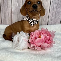 Dachshund Puppies from Harrison Farm