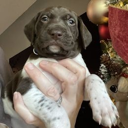 Strait - Blue Collar - Liver and white male German Shorthaired Pointer puppy in Conroe, Texas from Tipsy Rabbit GSP TopDog Kennel