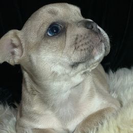 French Bulldog Puppies from McKay’s frenchies & fluffies