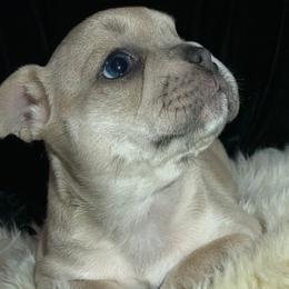 French Bulldog Puppies from McKay’s frenchies & fluffies