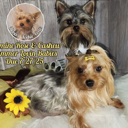 Yorkshire Terrier puppies from Nana's Yorkie Crew