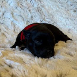 Red Collar Female - Black and white female Staffordshire Bull Terrier puppy in Princeton, Minnesota from Thor’s Beagles & Maha’s Staffy