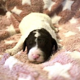 Cranberry - Parti female Poodle puppy in Meadowbrook, California from Standard Poodle Pups